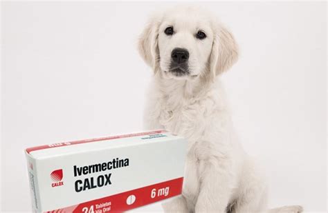 ivermectina para cachorros-1